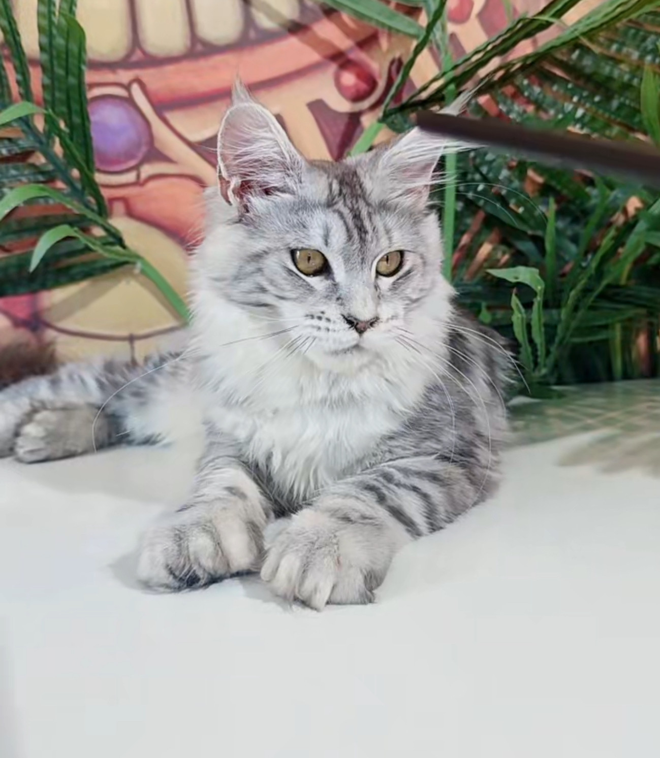 近27岁猫获吉尼斯最长寿纪录相当于人类120岁| 吉尼斯世界纪录| 最年长的猫| 27岁的猫| 大纪元, image size:1299x1493