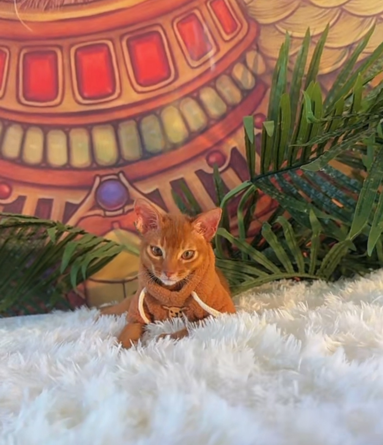 台灣一般的斑點虎斑貓。, image size:1289x1497