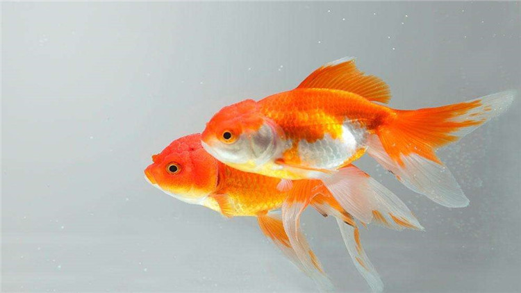 你沒做好這4件小事 金魚缺氧會致死 淘寶海外