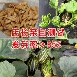 Huayu Bayi Аромат овощной тыква