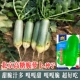 Пекин высокий сахар хрустящий редька 10G