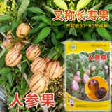 Семена фруктов с женьшенным фруктами Семена фруктов с женьшим