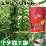 Аэрокосмический повелитель белый кунжутный институт кунжута производит высокий нефть, высокий урожай, тяжелые зерновые семена