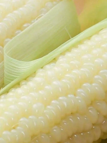 Семена белых клейковых кукурузы Сладкий клейкий аромат сладкий белый кукурузный