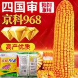 Jingke 968 Высокие семена кукурузы Daquan DWARF Двойные стержни, засухи, устойчивость к наводнениям, болезнь, анти -сельскохозяйственные науки, национальные науки, национальные исследования