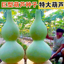 Extra-large giant gourd seeds are sown in all seasons with high yield and easy to grow in garden potted climbing vines. Extra-large cultural toy ornaments gourd seeds.