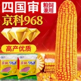 Jingke 968 Высокие семена кукурузы Daquan DWARF Двойные стержни, засухи, устойчивость к наводнениям, болезнь, анти -сельскохозяйственные науки, национальные науки, национальные исследования