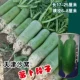 Tianjin Shawo Radish 50G Barrel