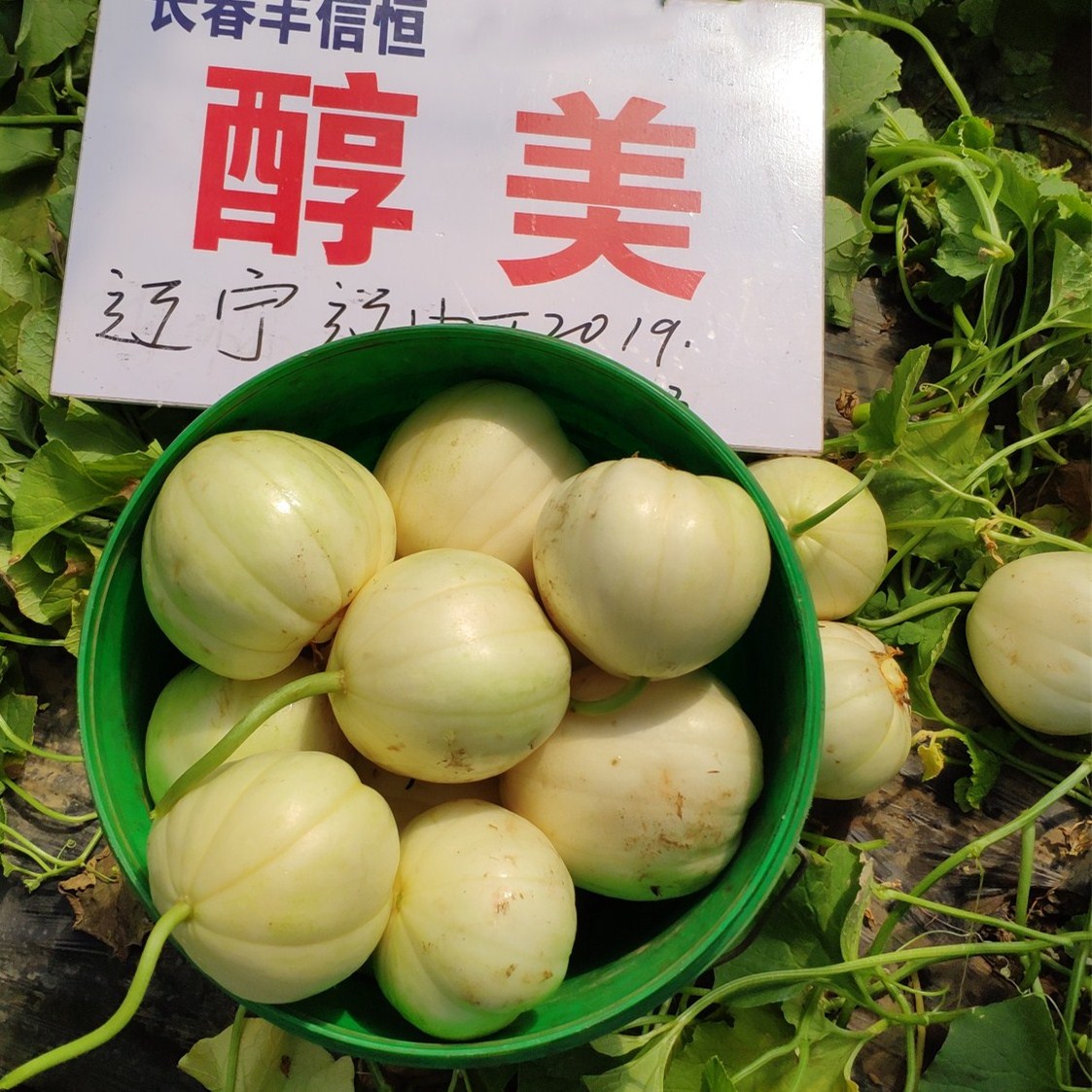 什么样的东北香瓜甜妃种籽适合家庭种植?-家庭园艺种子-淘宝百科网