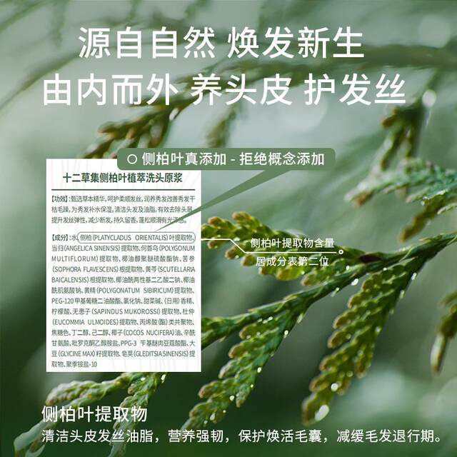 Twelve Herbs Collection Platycladus Leaf Extract Shampoo Original Essence Nourishes and Strengthens Hair Roots, Controls Oil, Adds Volume, Relieves Itching, Removes Dandruff, and Leaves a Fragrance