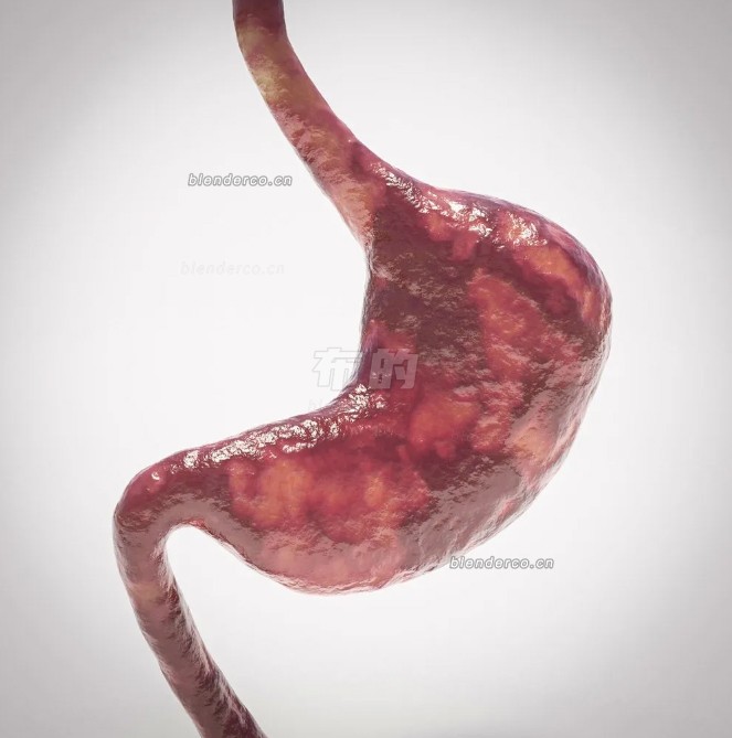 blender人的胃模型_blender布的03