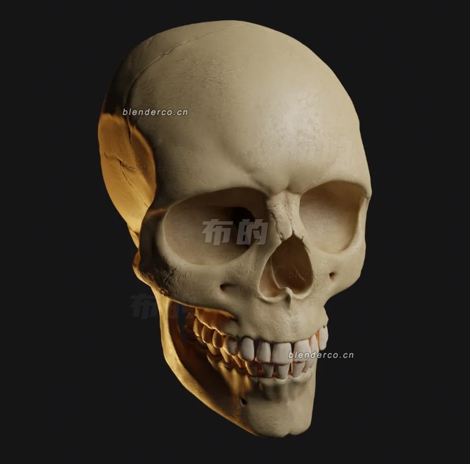 blender逼真的人类头骨模型_blender布的12