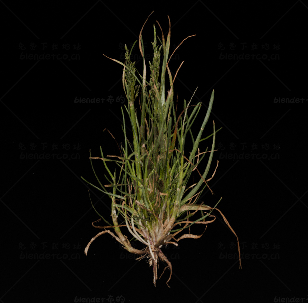 blender写实植物野草模型blender布的23