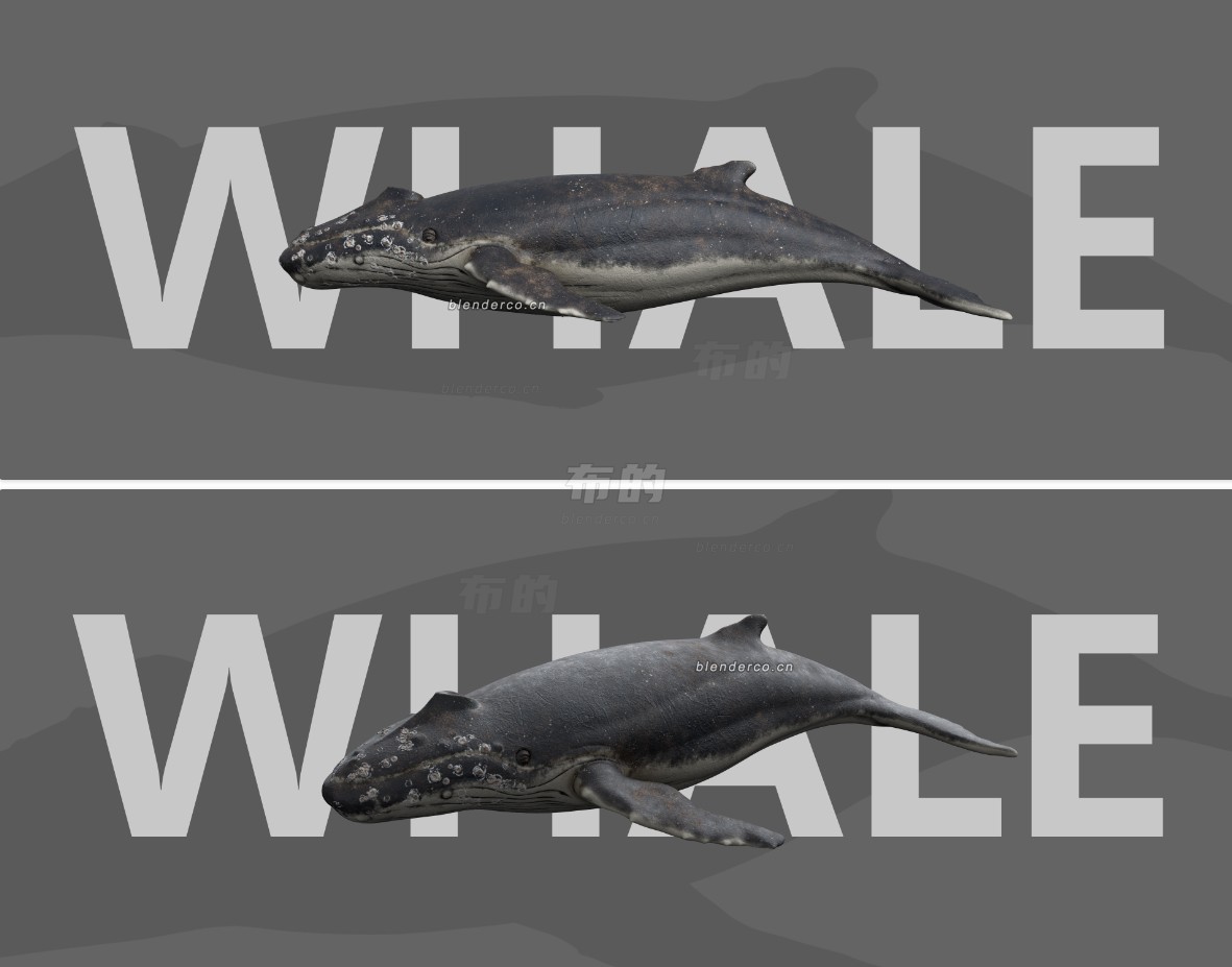 WHALE 鲸鱼