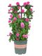 Thornless rose flower six-year-old seedling climbing vine authentic multi-flowered large-flowered shrub rose flower garden plant pairing