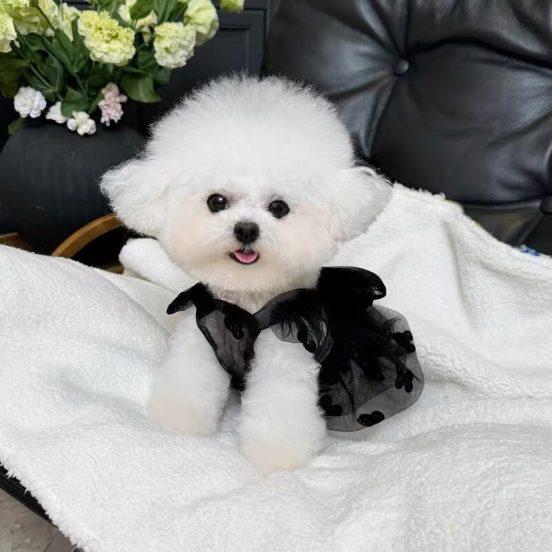 Fashionable Summer New Pet Dress Pet Bichon Teddy Dog Cat Cute Vest Dress Lace Trim