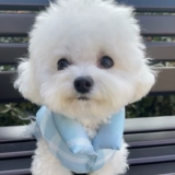 Зимняя одежда для собак, утолщенная и теплая для собак и кошек, двуногая одежда для маленьких и средних собак зимой.