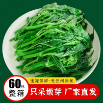 60 packs of whole box of quick-frozen mulberry leaf vegetables edible soup mulberry leaf buds catering semi-finished ingredients Guangdong Yingde specialty