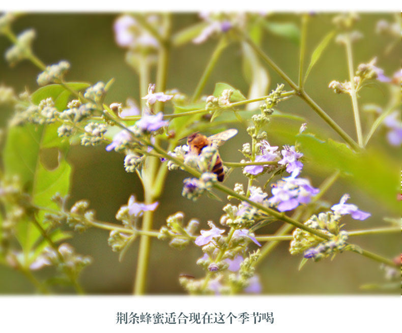 荆条_10.jpg
