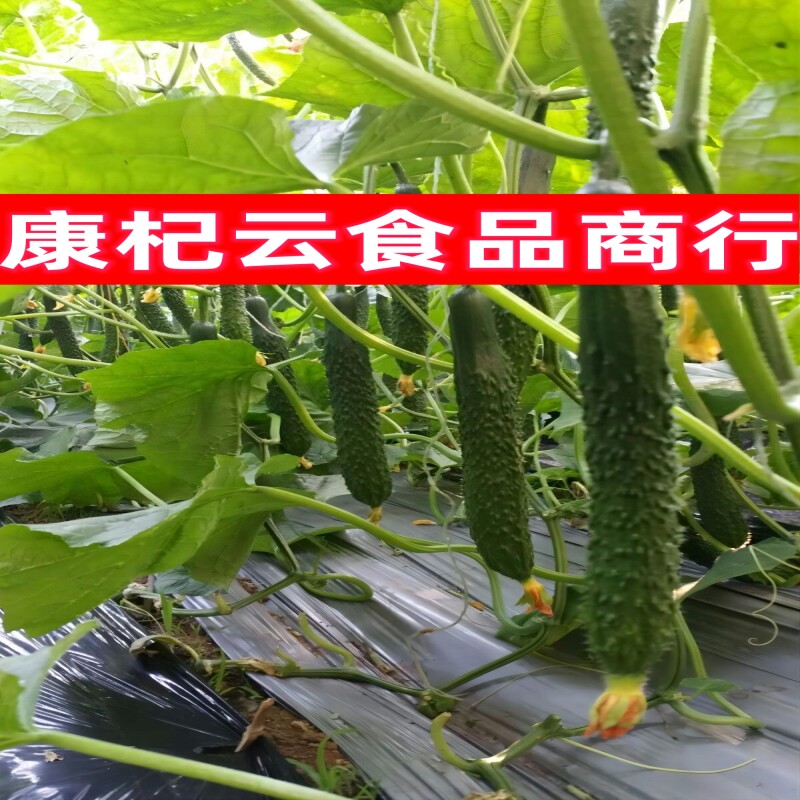 康杞云食品商行