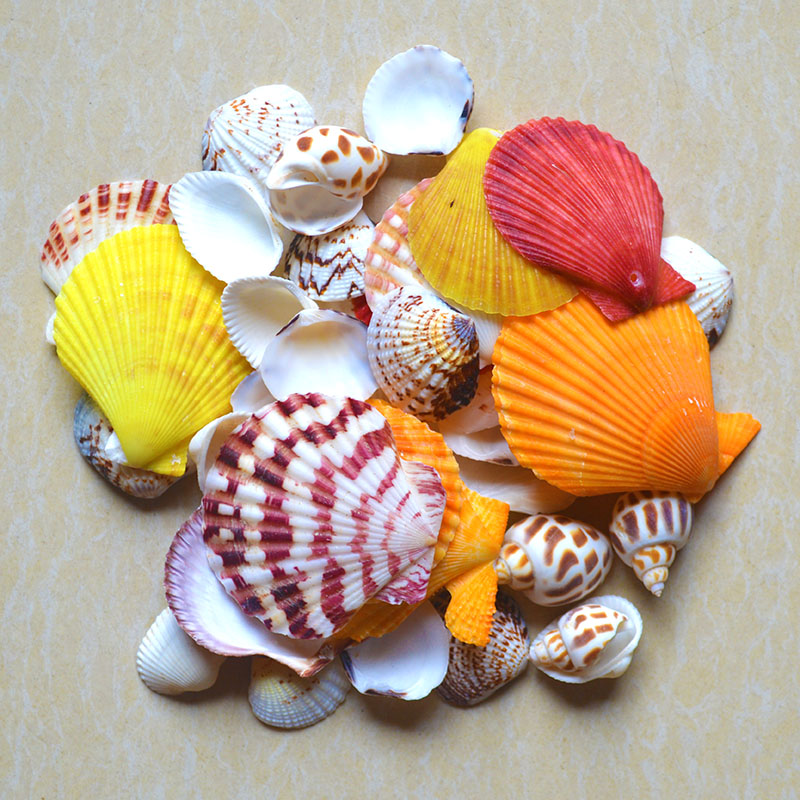 Handmade diy shell conch decoration punching wind chime material accessories children's kindergarten homework bulk pastoral