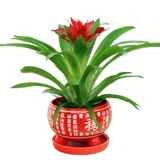 Hongyun Dangtou Внутренний горшечный цветы, маленькая красная звезда, вода, зеленые растения, хорошо для поднятия цветов и очистки воздуха, ананаса