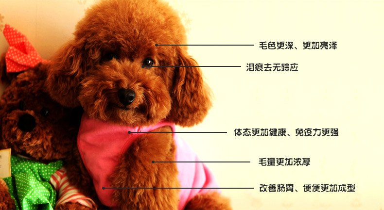 Pan gạo yêu cá hồi thức ăn cho chó nhỏ thức ăn cho chó làm đẹp lông tự nhiên thức ăn cho chó thức ăn chủ yếu cho chó loại thức ăn ướt 120g hạt cho chó con