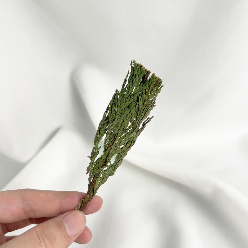 Cedar Sage Whole Leaves, Whole Package, Dehydrated and Dried, North American Red Cedar, Cedar Fragrance, Space Purification