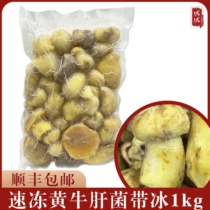 Yunnan chilled yellow Boletus frozen fresh fresh-keeping Boletus 1000g with ice vacuum packaging hot pot stir-fry