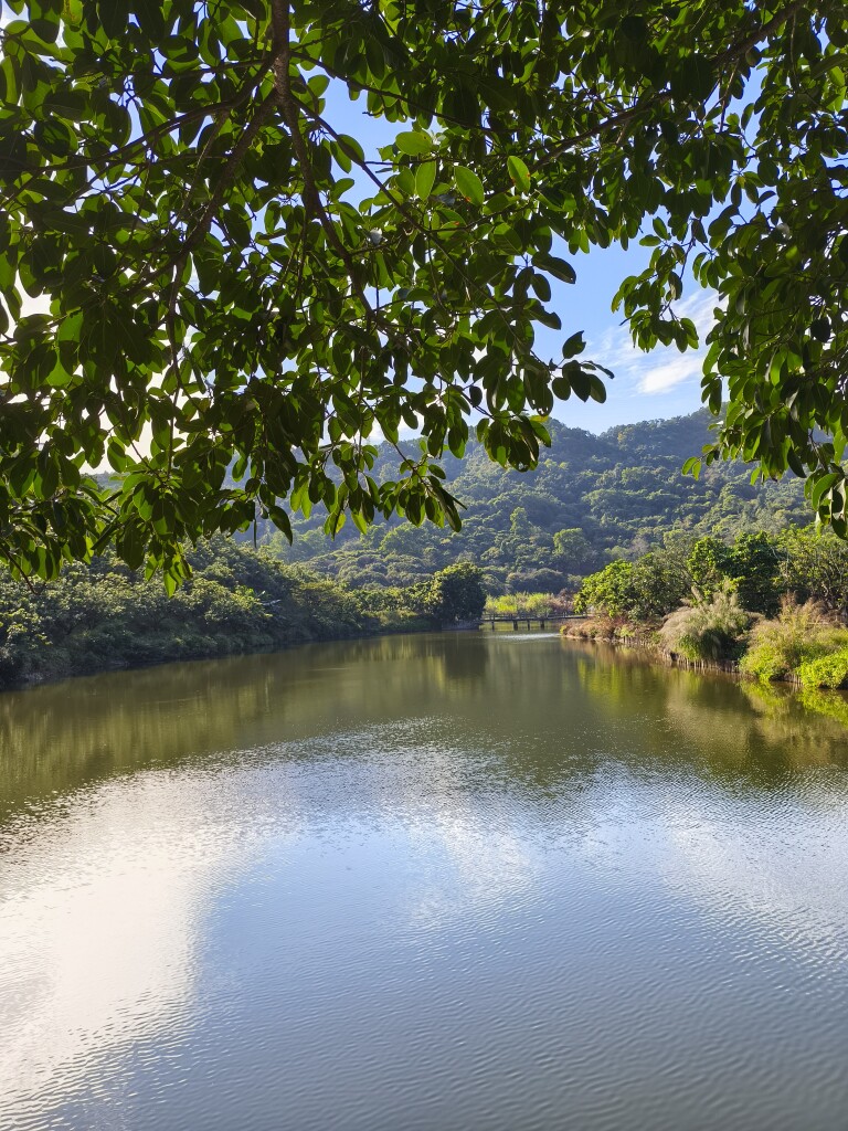 摇曳的彩虹