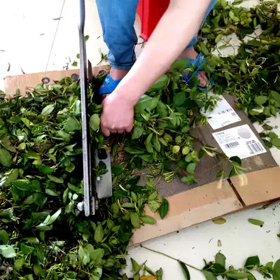 Honeysuckle Vine baby bath wild baby bath 500g sun dried honeysuckle leaf root medicine bath bag