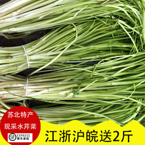 3 Jin Now Remove Current Hair Subei Fresh Water Celery Specialty Agricultural Products To Root Leaf Tender Edible Vegetable Jiang Zhejiang 5 Jin