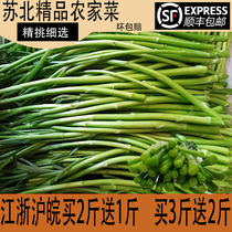 3 catty Coarse Tender Luthernwood Paste of Artemisia Herb To Root With Leaf Fresh Vegetable Quinoa and Zhejiang Shanghai to 2 to 5 Vacuum