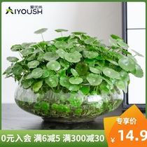 Copper money grass potted hydroponic money grass aquatic flowers formaldehyde-absorbing indoor green plants flowers balcony good plants