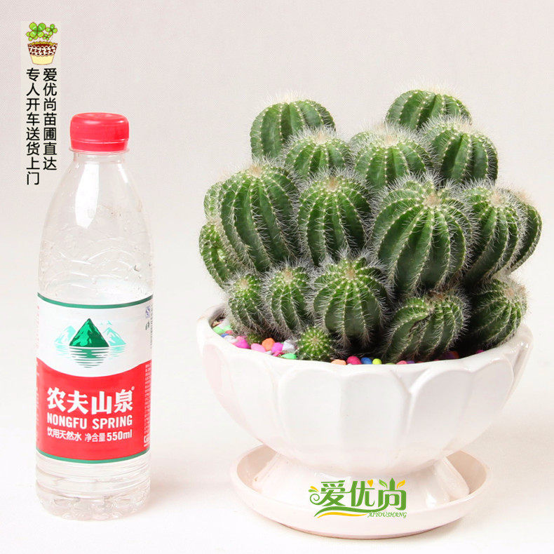 �����������������ͷ�������辰