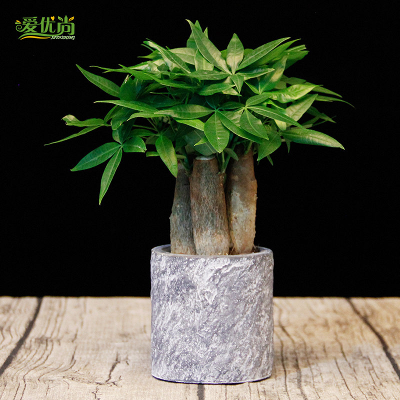 ������С���������Է�����