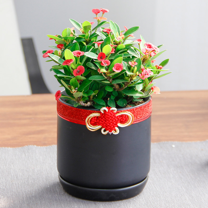 �����й걳�񻢴�÷Ǯ������s216