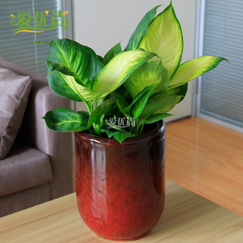 ������С�辰00054