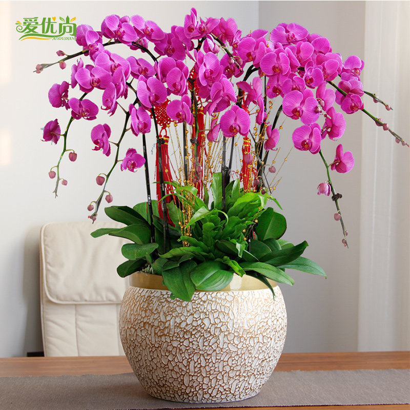 �������辰����00083