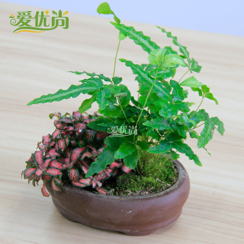 �����а������������԰�����