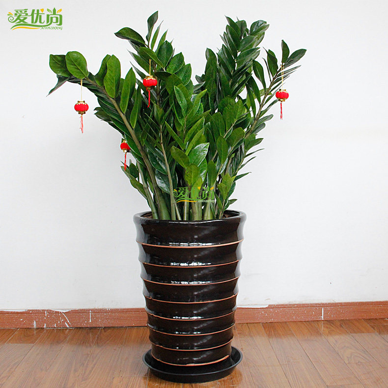 �����н�Ǯ������235