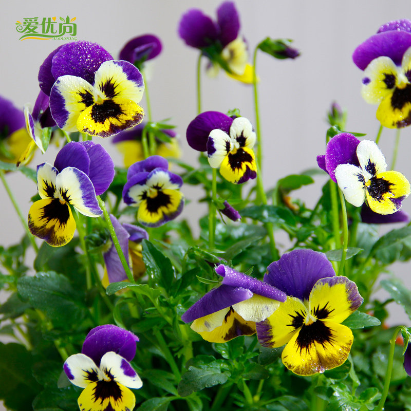 ��������ɫ��������ɫ��