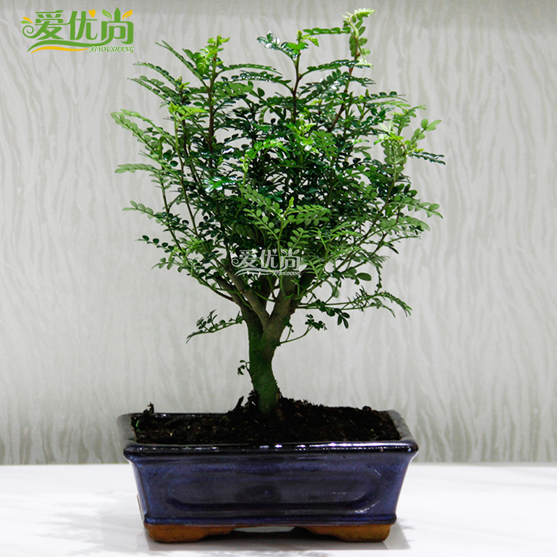 ����������ľɢ����ζ���澻������С����s032