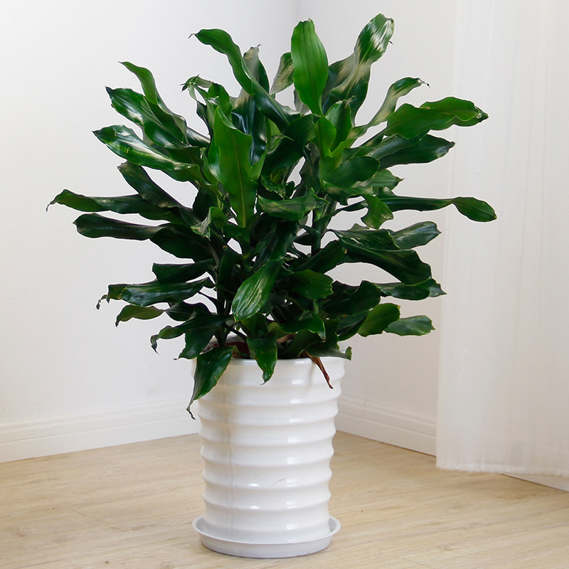 �������辰00029