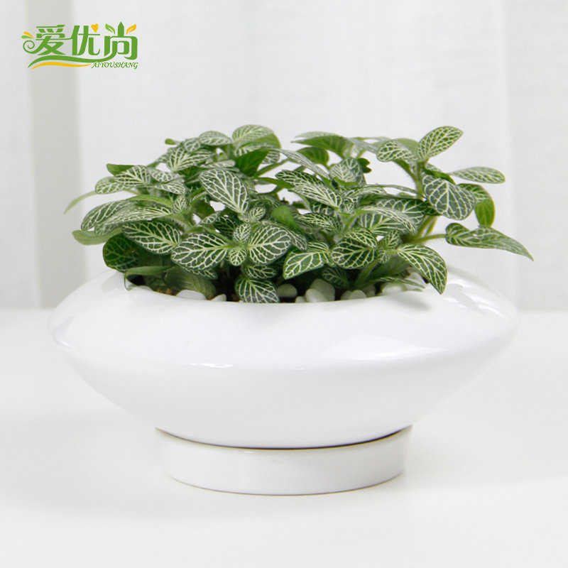 ���������Ʋ��������Ʋ�