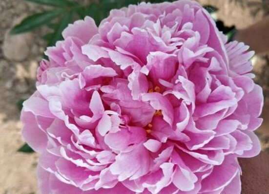 Supercritical peony seed oil 202203