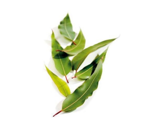 Homemade blue gum Eugali eucalyptus 80% essential oil