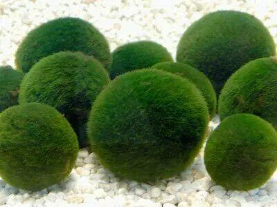 Chlorella Extract