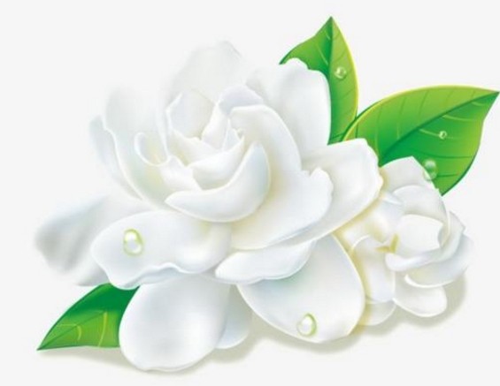 Snow grass ceramide compound oil hpr compound oil