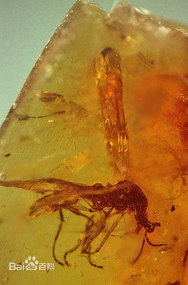 Supercritical extraction of CO2 Baltic Amber Essential Oils 1ml